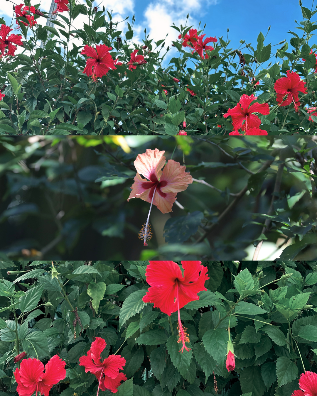 Casquette corduroy Hibisco