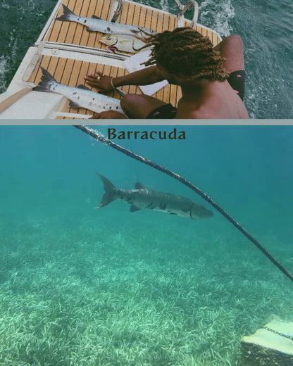 Tuque Barracuda