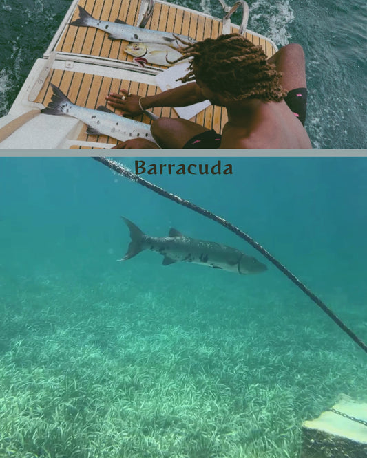 Barracuda Beanie